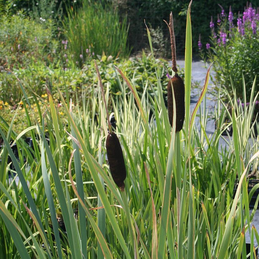 Typha angustifolia P 0,5 sim204634.1