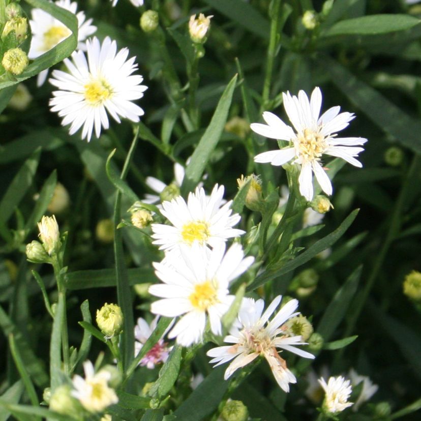 Aster ericoid. 'Schneegitter'