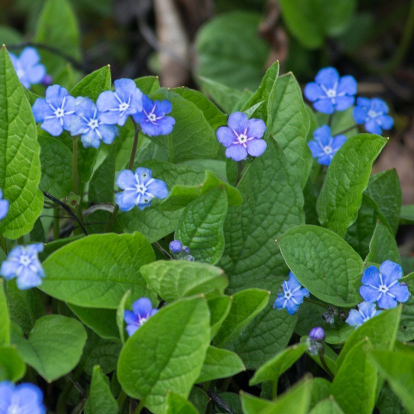 Omphalodes verna