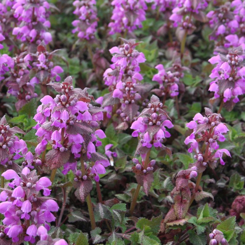 Lamium maculatum 'Beacon Silver'