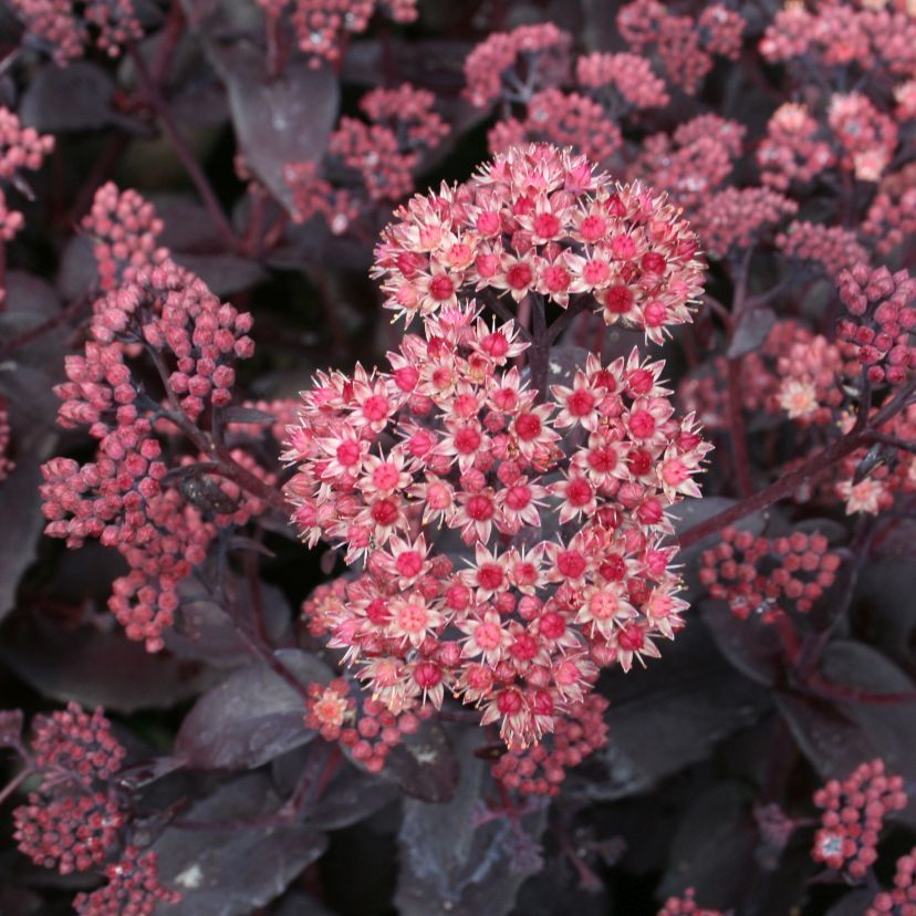 STM - Sedum spectabile 'Purple Emperor'