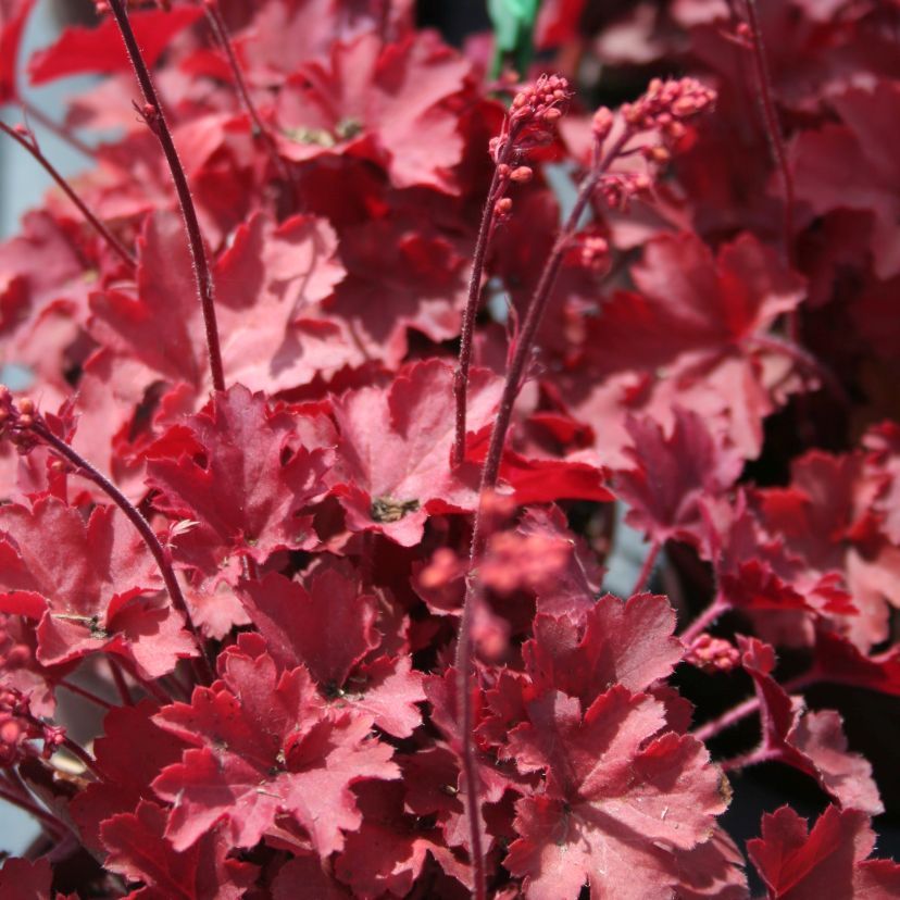 STM - Heuchera hybr. 'Cherry Cola'