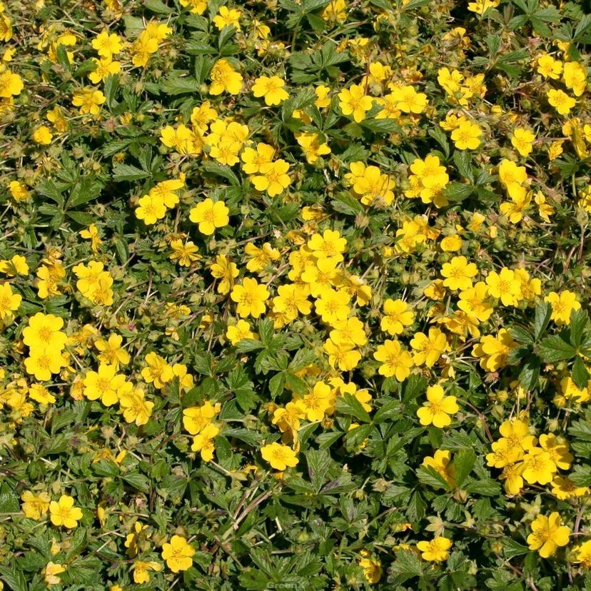 STM - Potentilla neumanniana 'Nana'