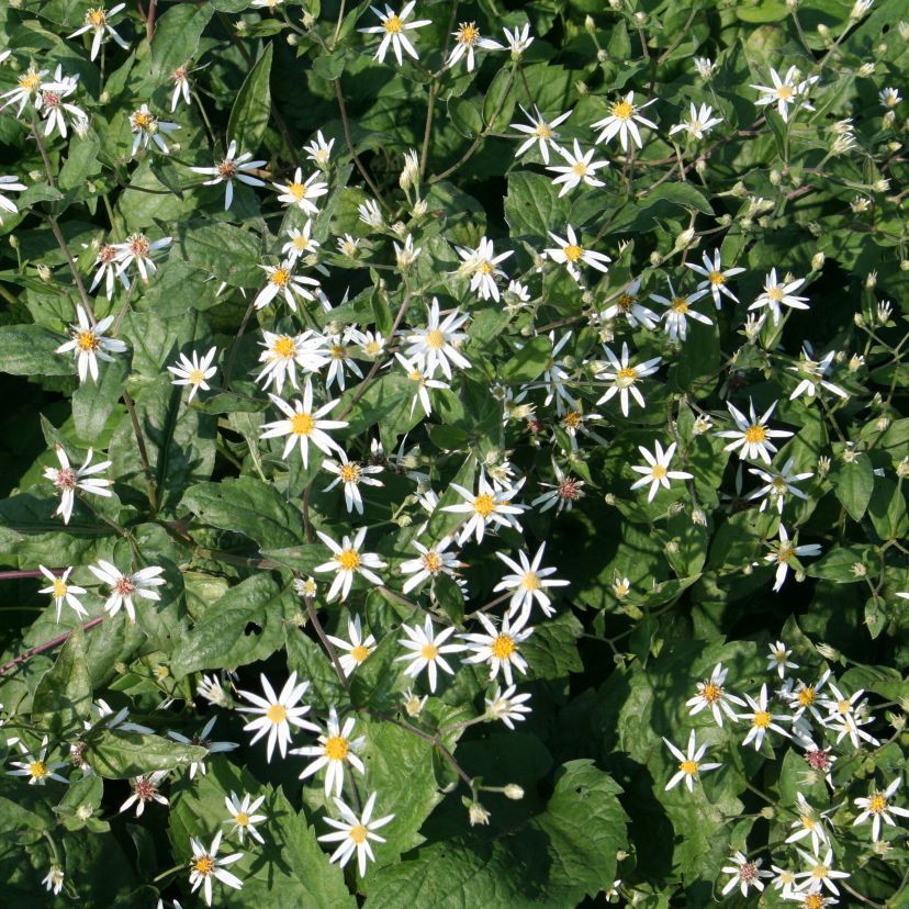 Aster divaricatus