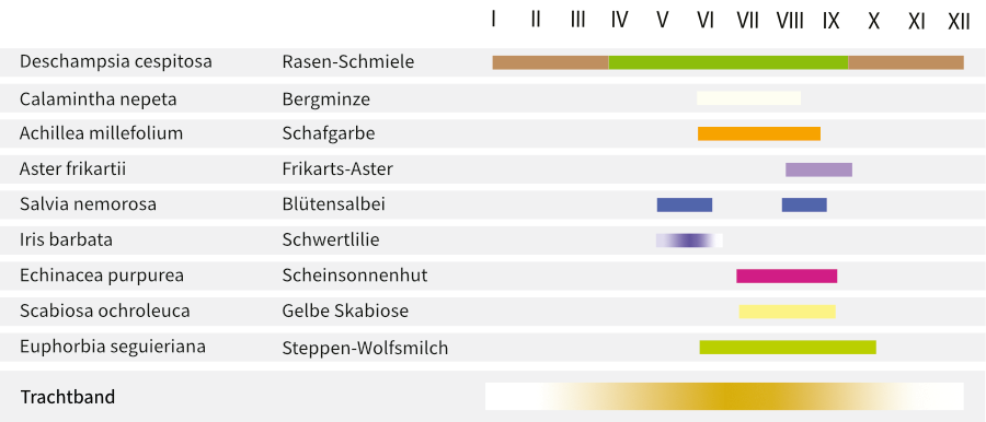 BallsportARENA-Staudenmischpflanzung  als Fertigmischung pflanzfertig vorgemischt