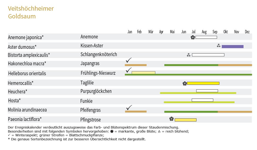 GOLDSAUM-Staudenmischpflanzung als Fertigmischung