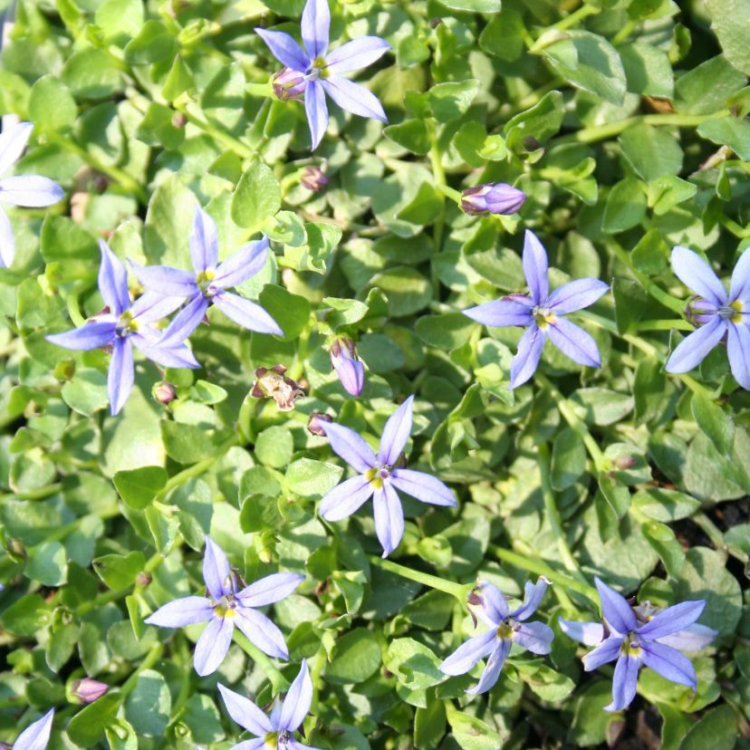 STM - Isotoma fluviatilis 'County Park'