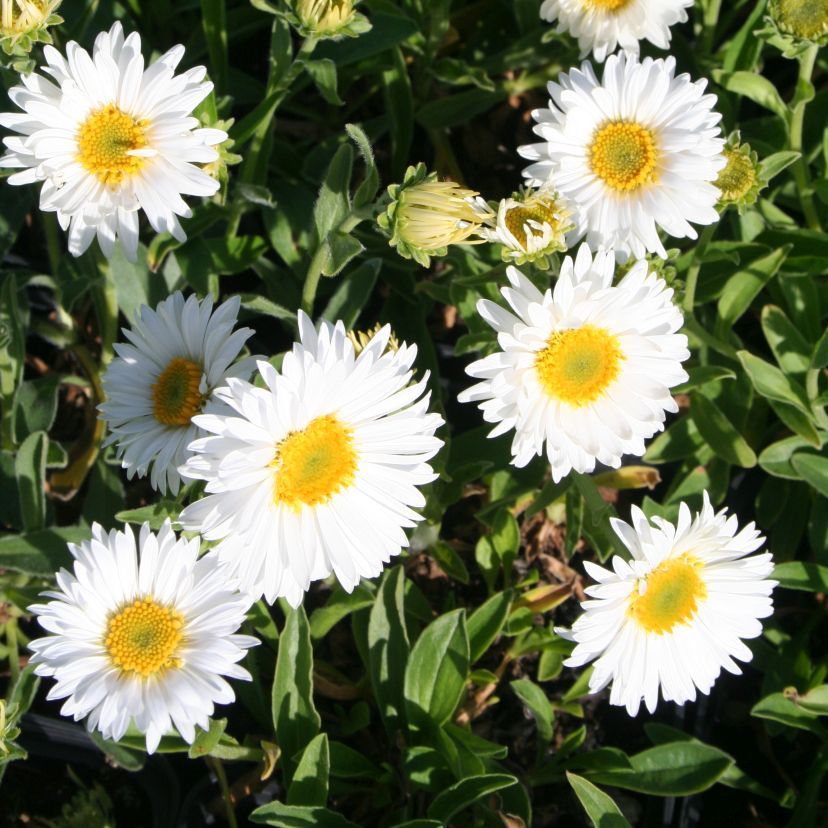 Aster alpinus 'Weiße Schöne'