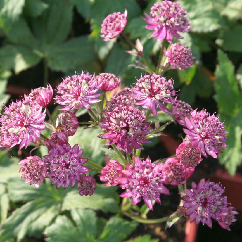 STM - Astrantia major 'Abbey Road'  -R-