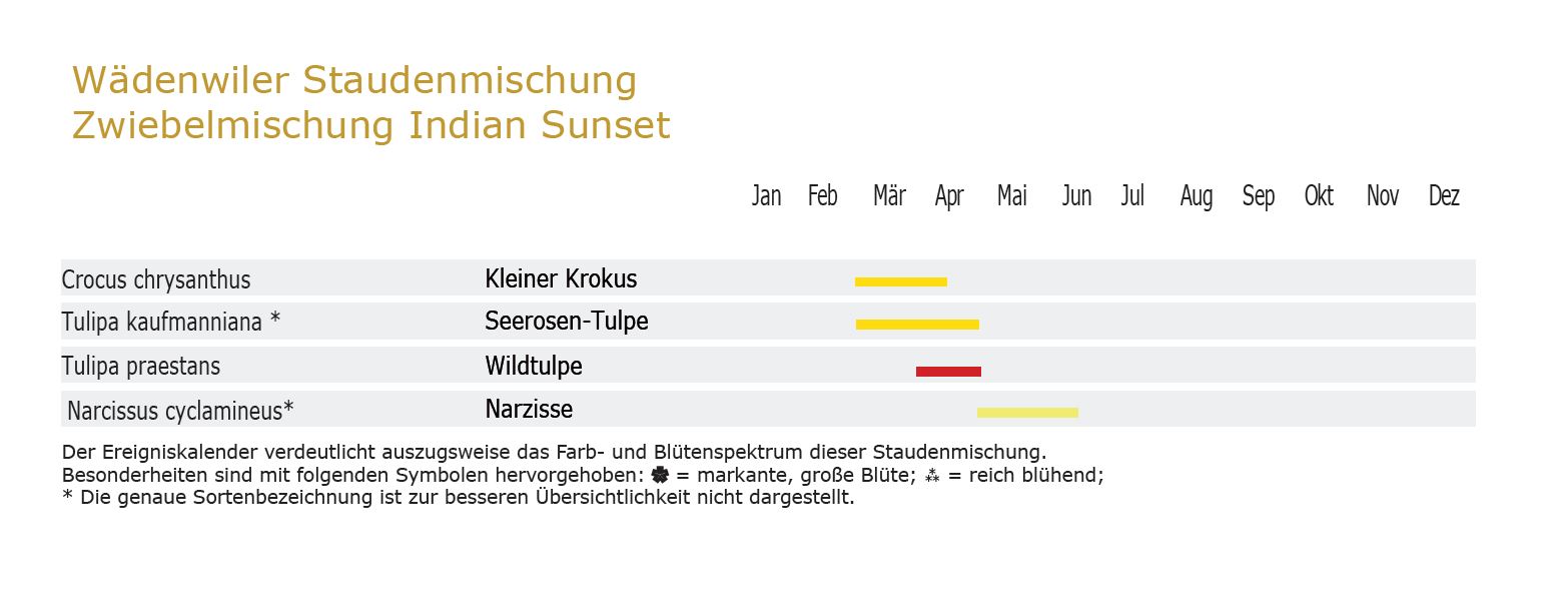 Indian Sunset -Zwiebel-und Knollenmischung