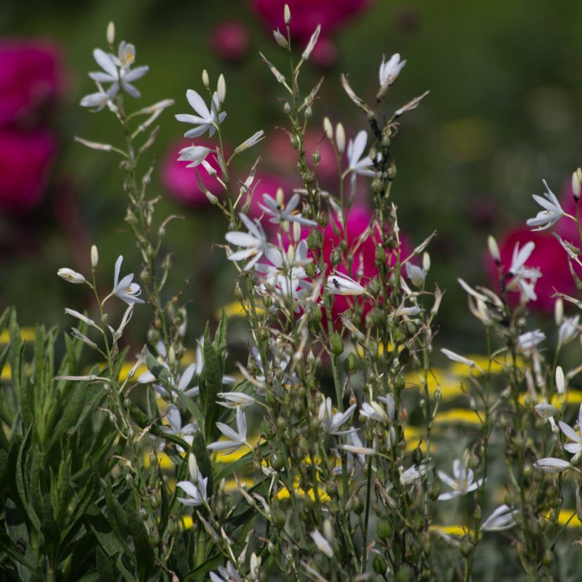 Anthericum liliago