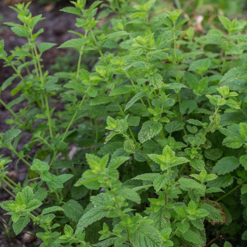 STM - Melissa officinalis 'Limonii'