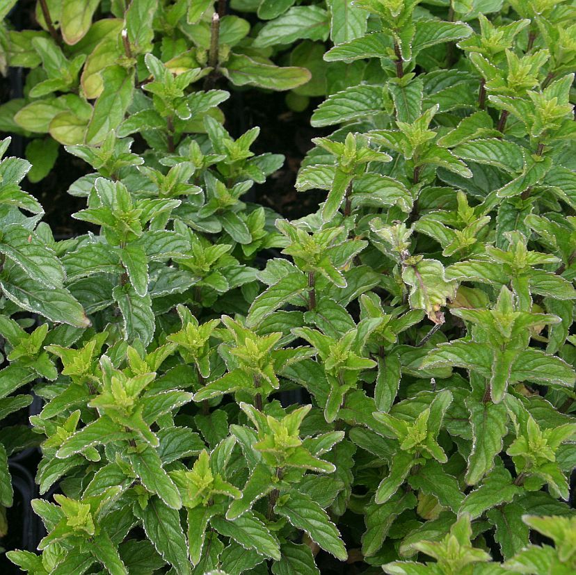Mentha spicata 'Black Spearmint'