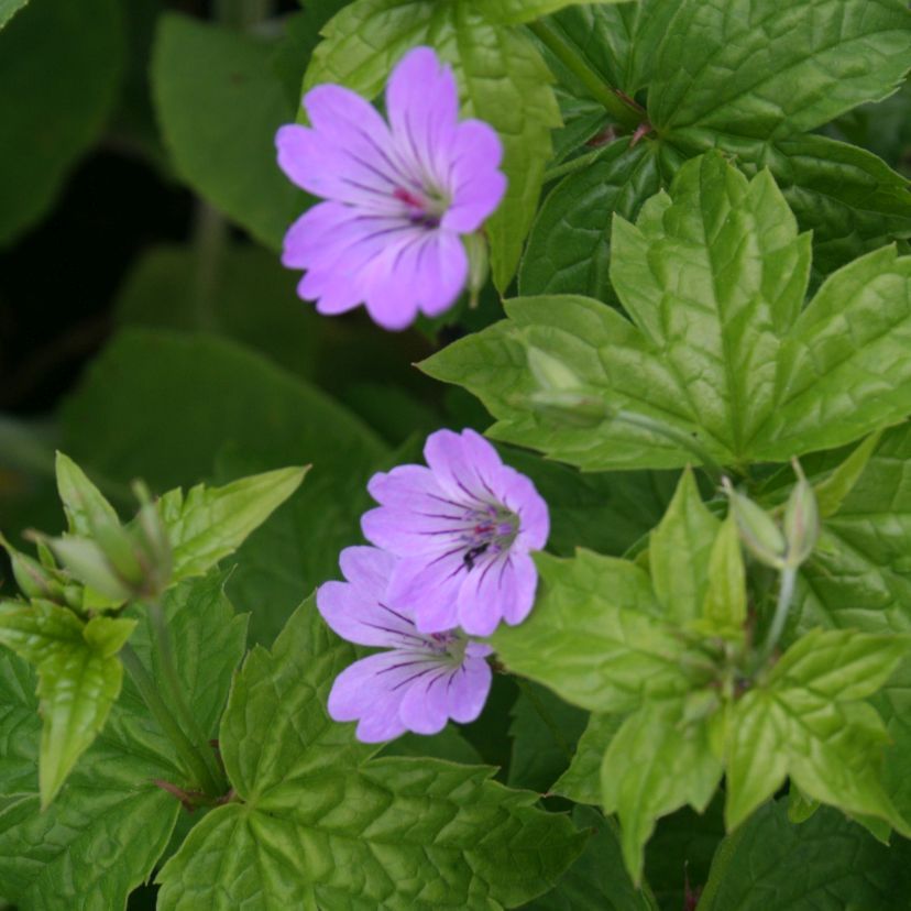 Geranium nodosum