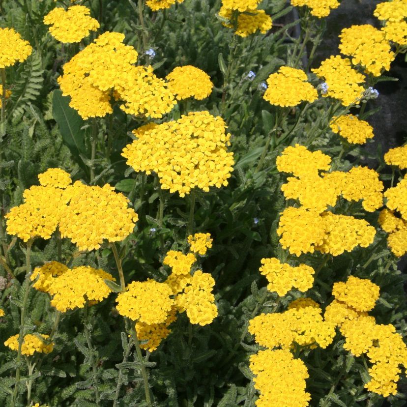 Achillea tomentosa 'Aurea'