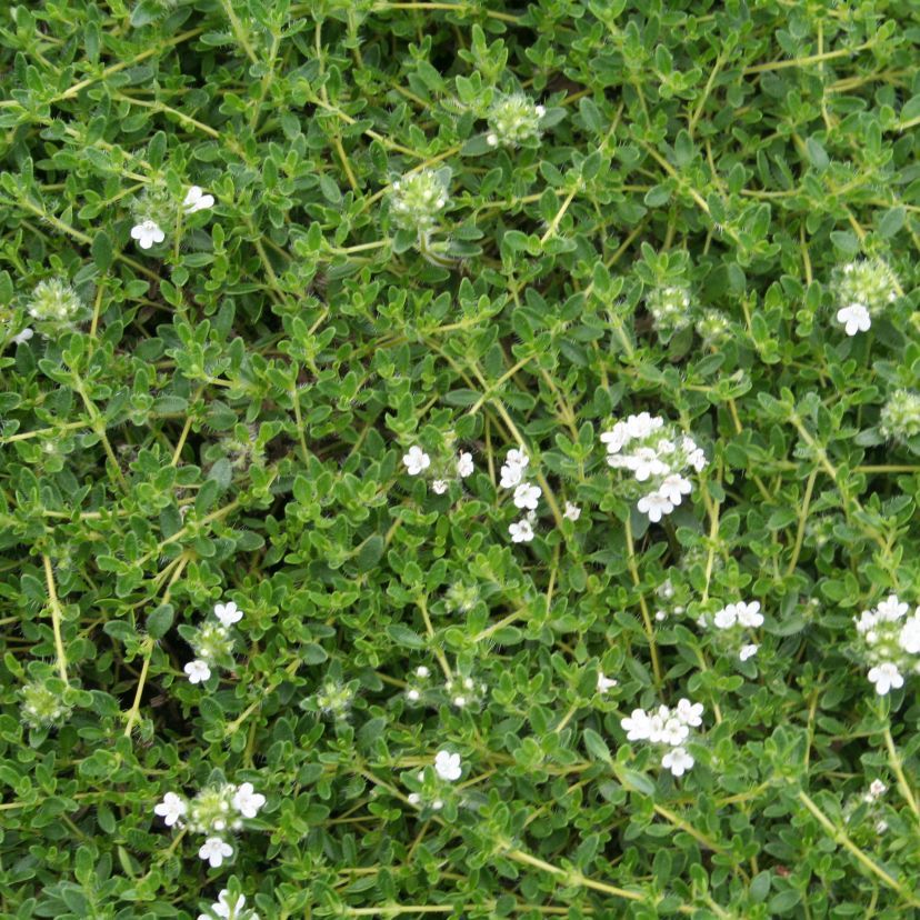 STM - Thymus praecox 'Wirral White'