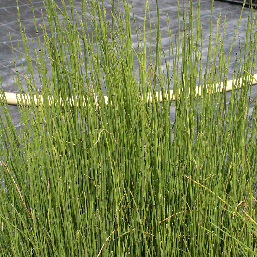 Equisetum variegatum P 1 sim201962.2