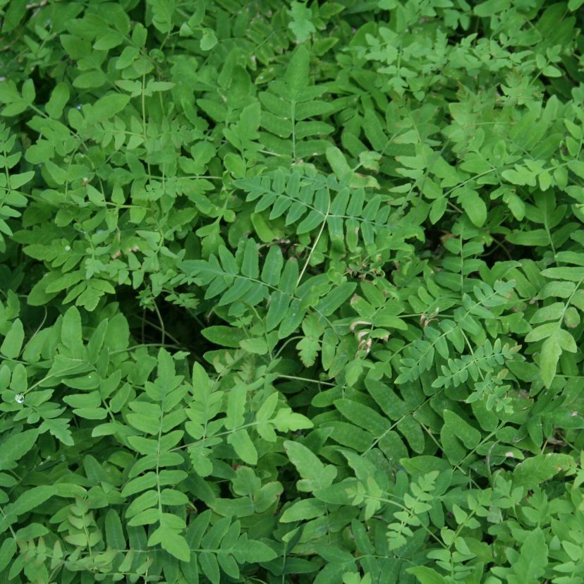 Osmunda regalis