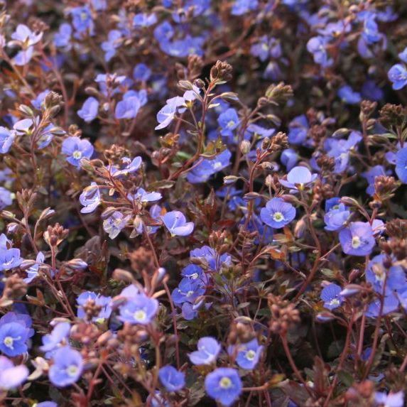 Veronica peduncularis 'Georgia Blue'