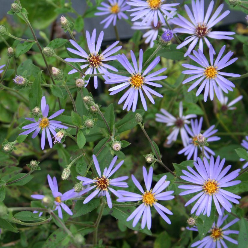 Aster x herveyi 'Twilight'