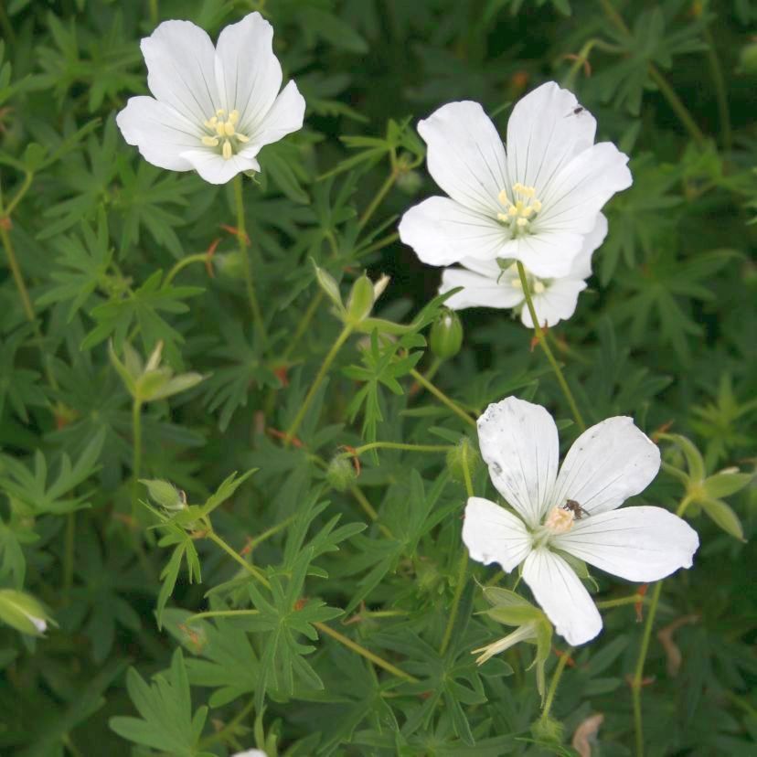 Geranium sang. 'Album'