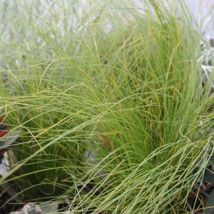 Stipa tenuissima