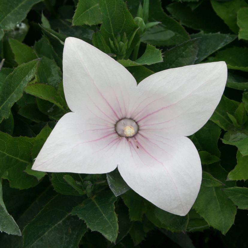 Platycodon grdfl. 'Codo Rose'