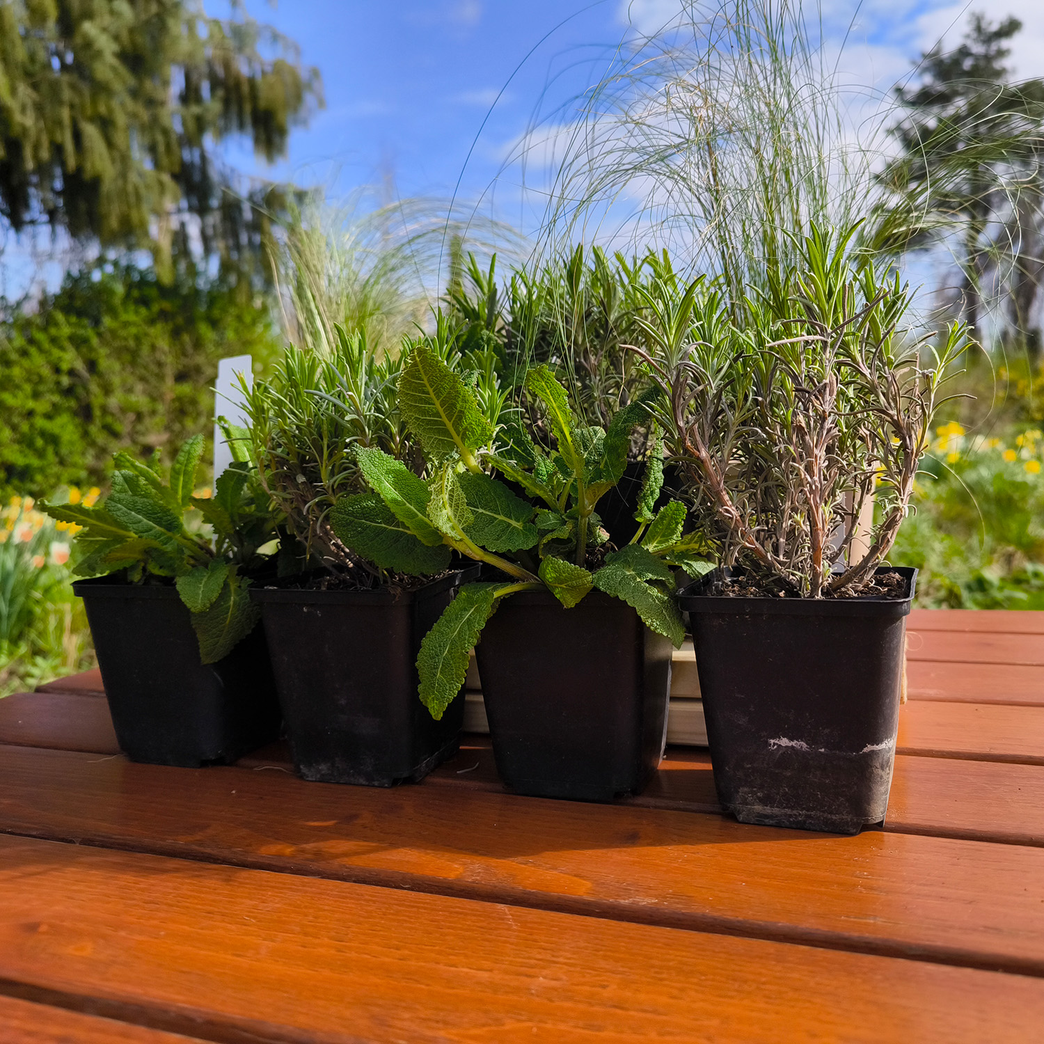 TROCKENPLATZ-BOX | Lavendel & Salbei