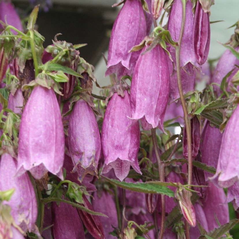 STM - Campanula punct. 'Wine and Rubies'