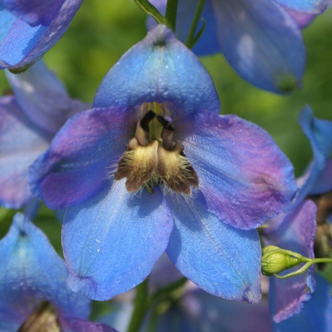 Delphinium cult. 'Ouvertüre'