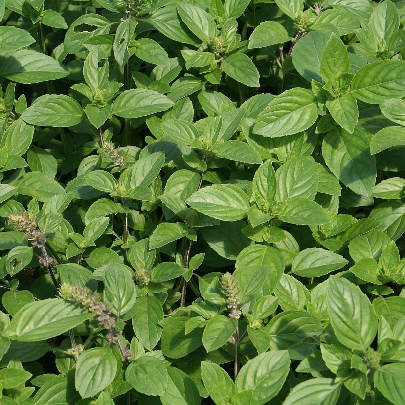 STM - Ocimum hybridum 'Magic White'