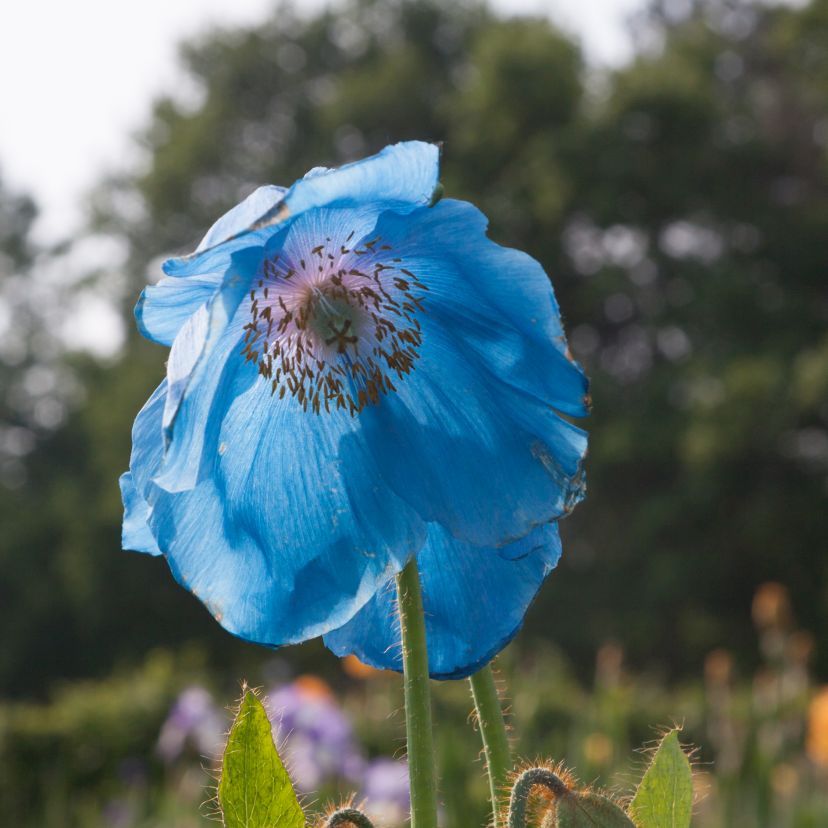 STM - Meconopsis x sheldonii