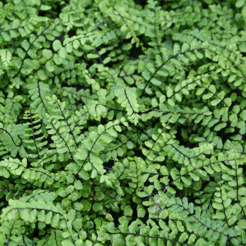 Asplenium trichomanes