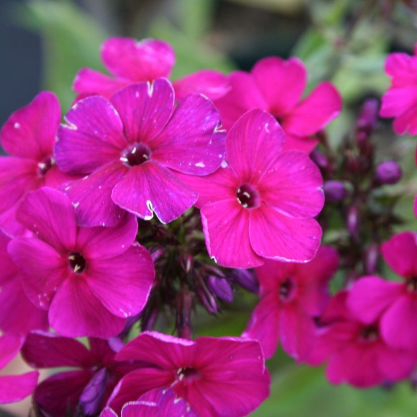 STM - Phlox panic. 'Raving Beauty'