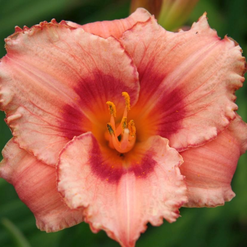 STM - Hemerocallis hybr. 'Strawberry Candy'