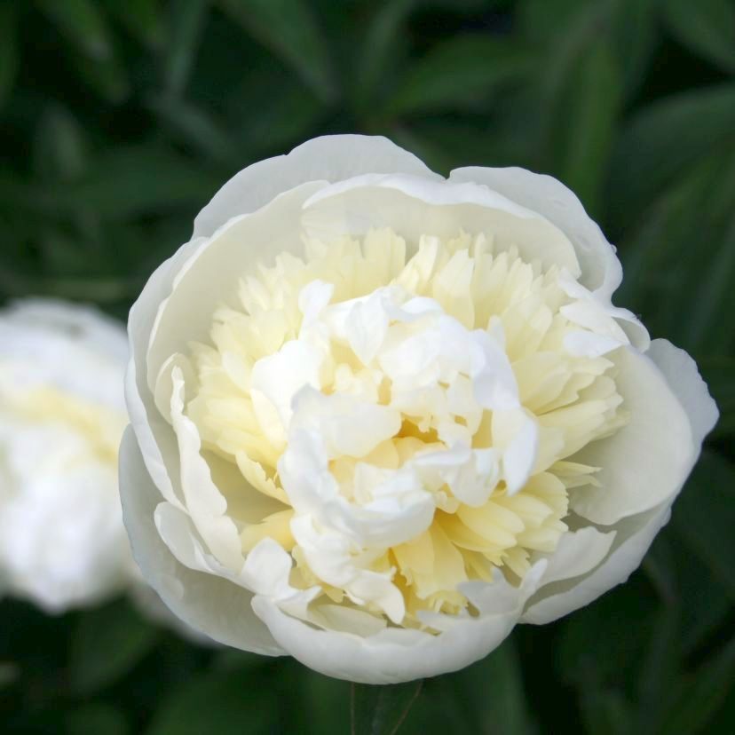 Paeonia lact. 'Duc. de Nemours'