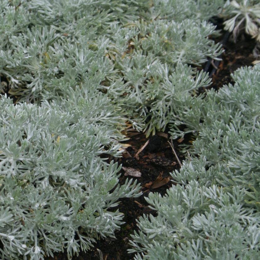 Artemisia schmidtiana 'Nana'