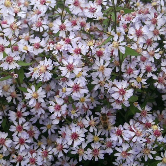 Aster cordifolius 'Ideal'