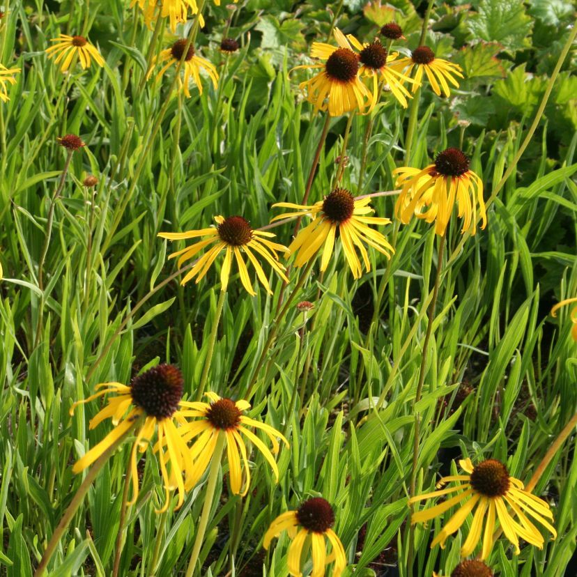 Echinacea paradoxa