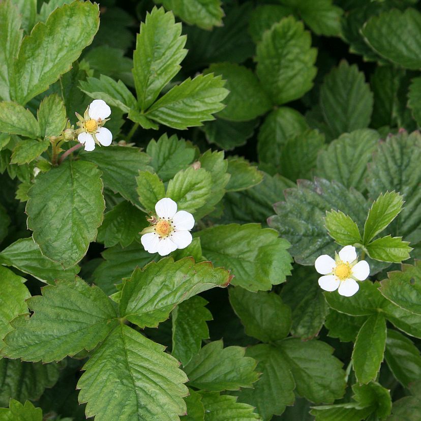 Fragaria vesca 'Tubby Red'