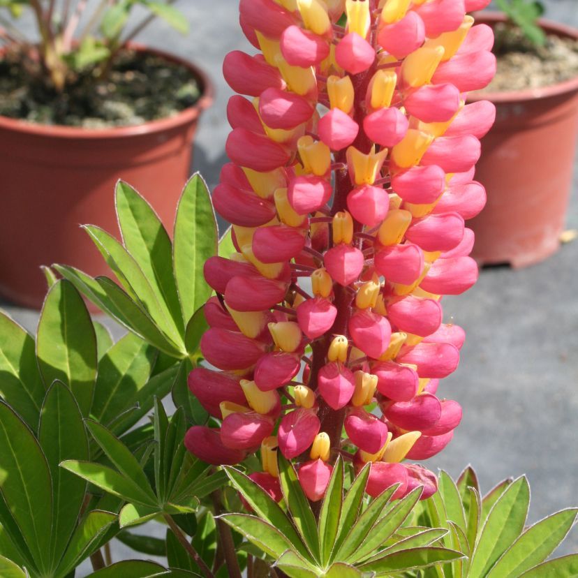 Lupinus hybr. 'Gladiator'