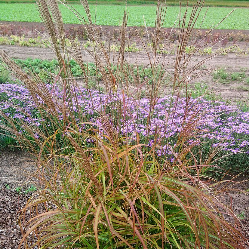 STM - Miscanthus sinensis 'Flammenmeer'