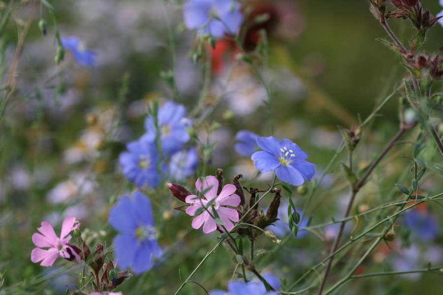 Essbare Blüten blau-weiss-rot - Dresdner essbare Staudenmischung