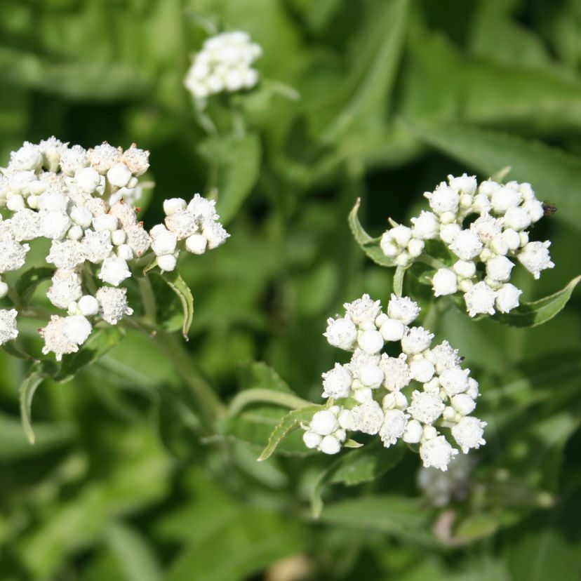 STM - Parthenium integrifolium