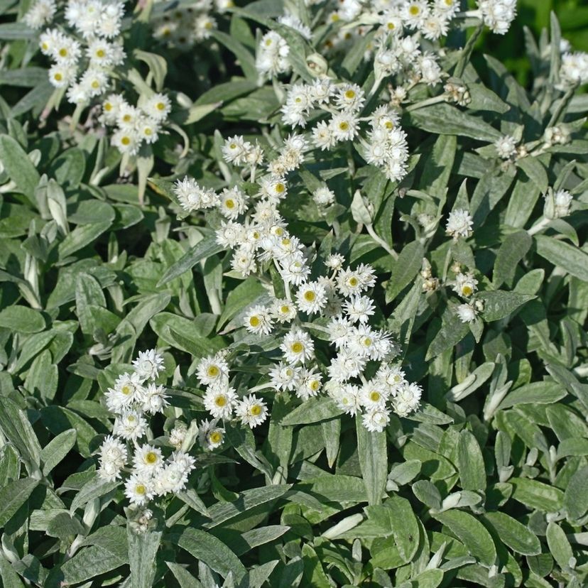 Anaphalis tri. 'Silberregen'