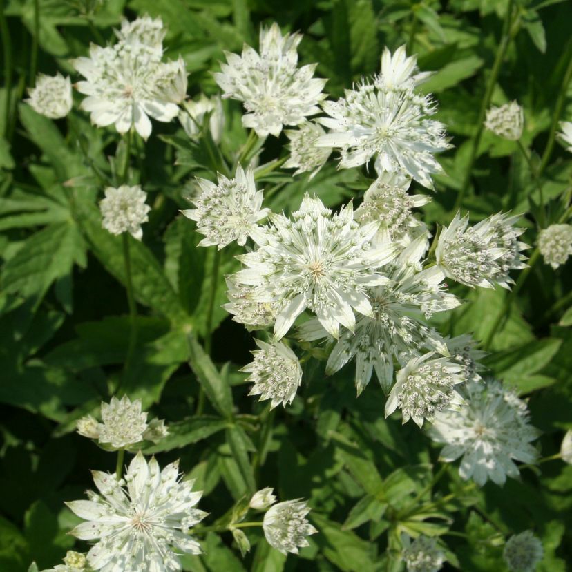 STM - Astrantia major 'Snow Star'  -R-
