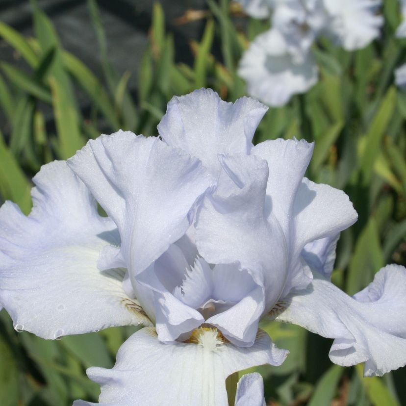 Iris barbata-elatior 'Oregon Sky'