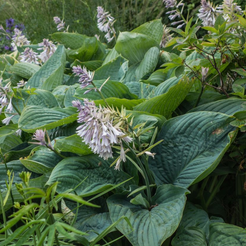 STM - Hosta hybr. 'Empress Wu'