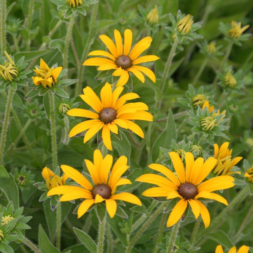 Rudbeckia fulgida var.deamii