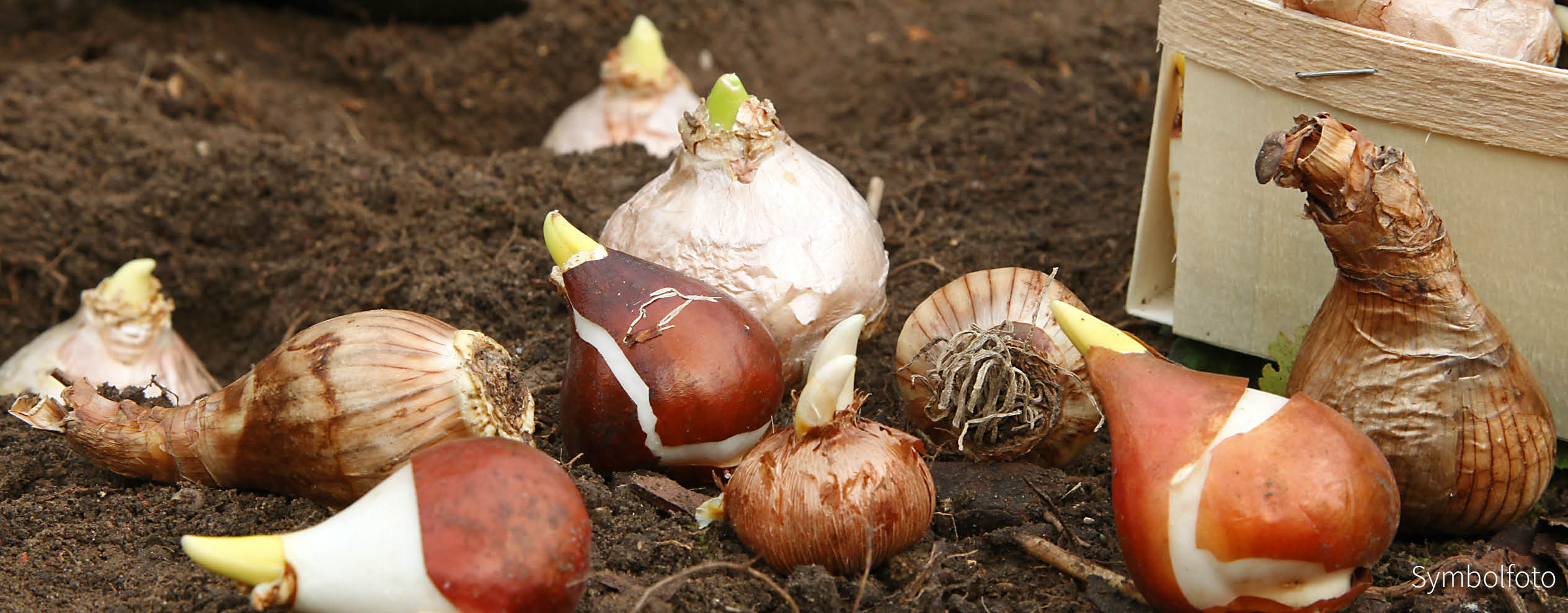 BLÜTENMOSAIK- Zwiebel-und Knollenmischung